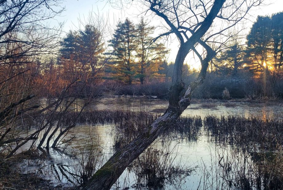 Friends of Five Rivers Pond by Lorraine Pena Boyd