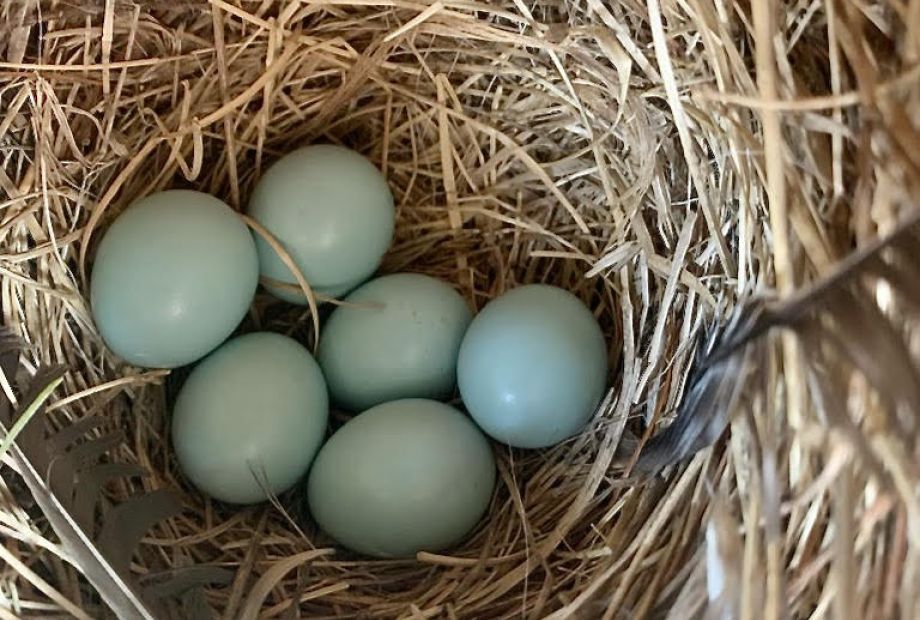 Blue Bird Nest Box by Laurie Keefe