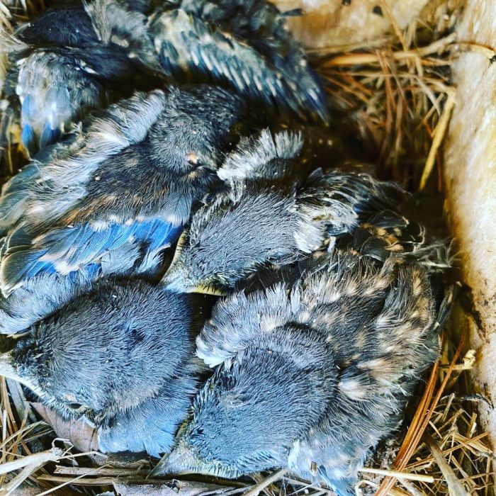 Blue Bird Nest Box by Laurie Keefe