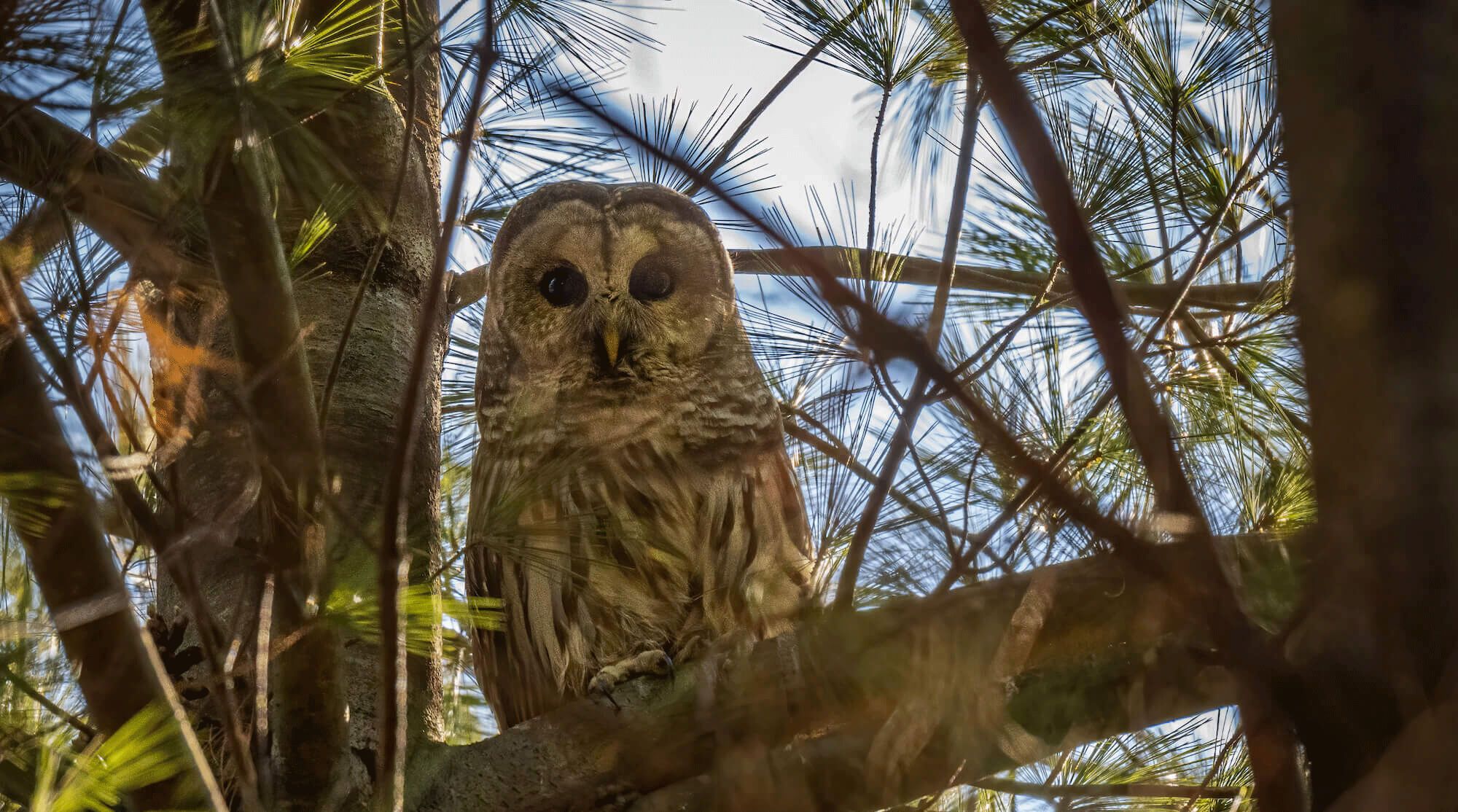 barred owl