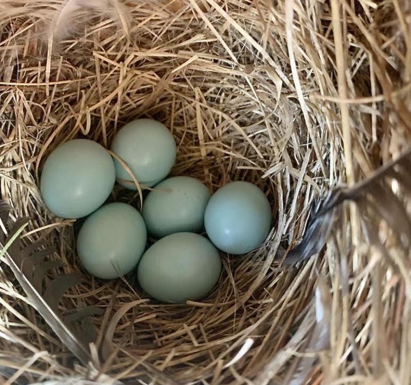 Blue Bird Nest Box by Laurie Keefe