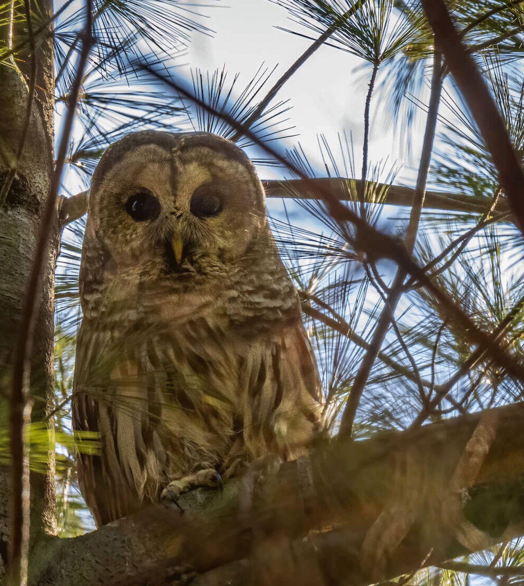 barred owl