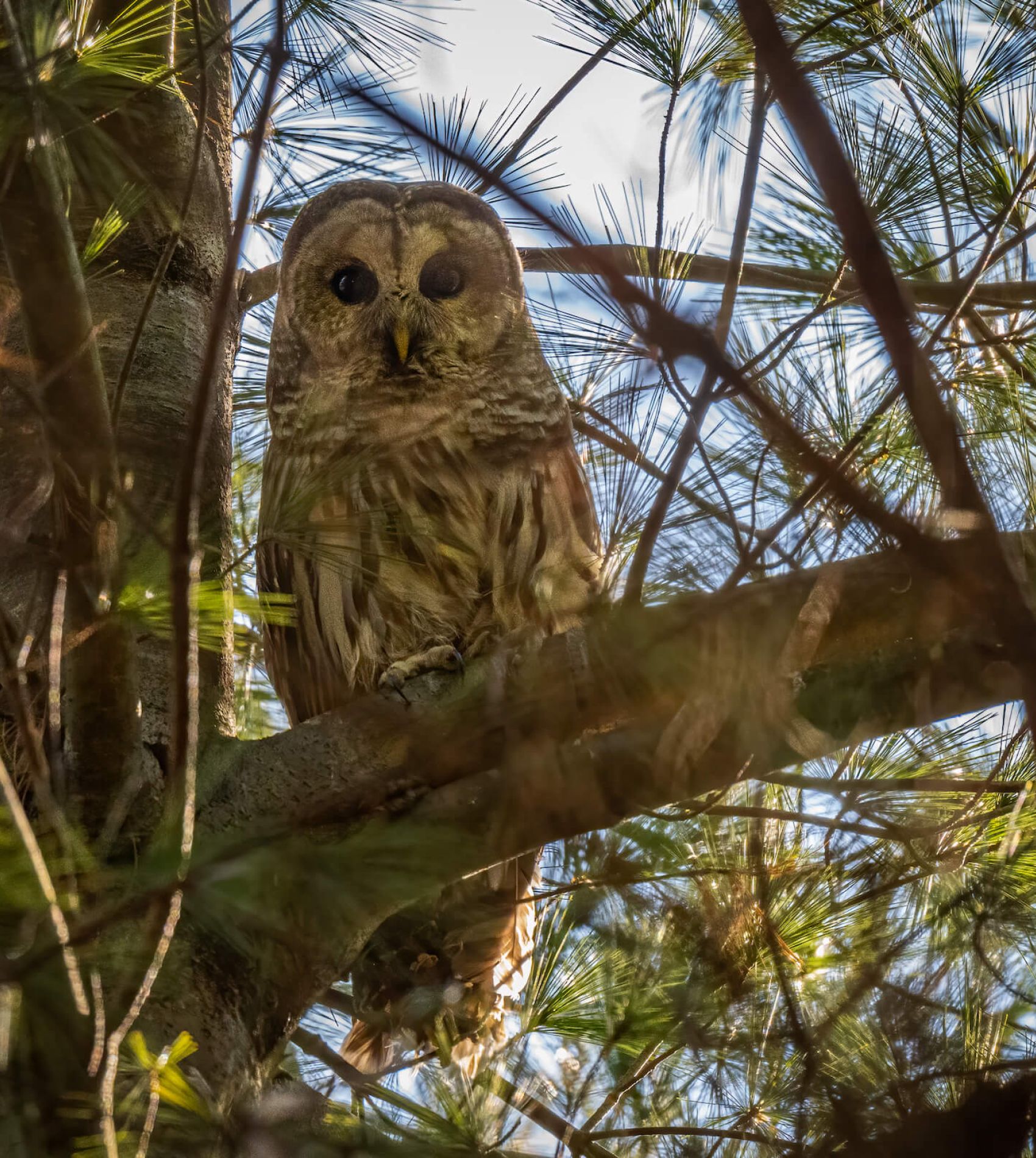 barred owl by Dr. Miguel Corona