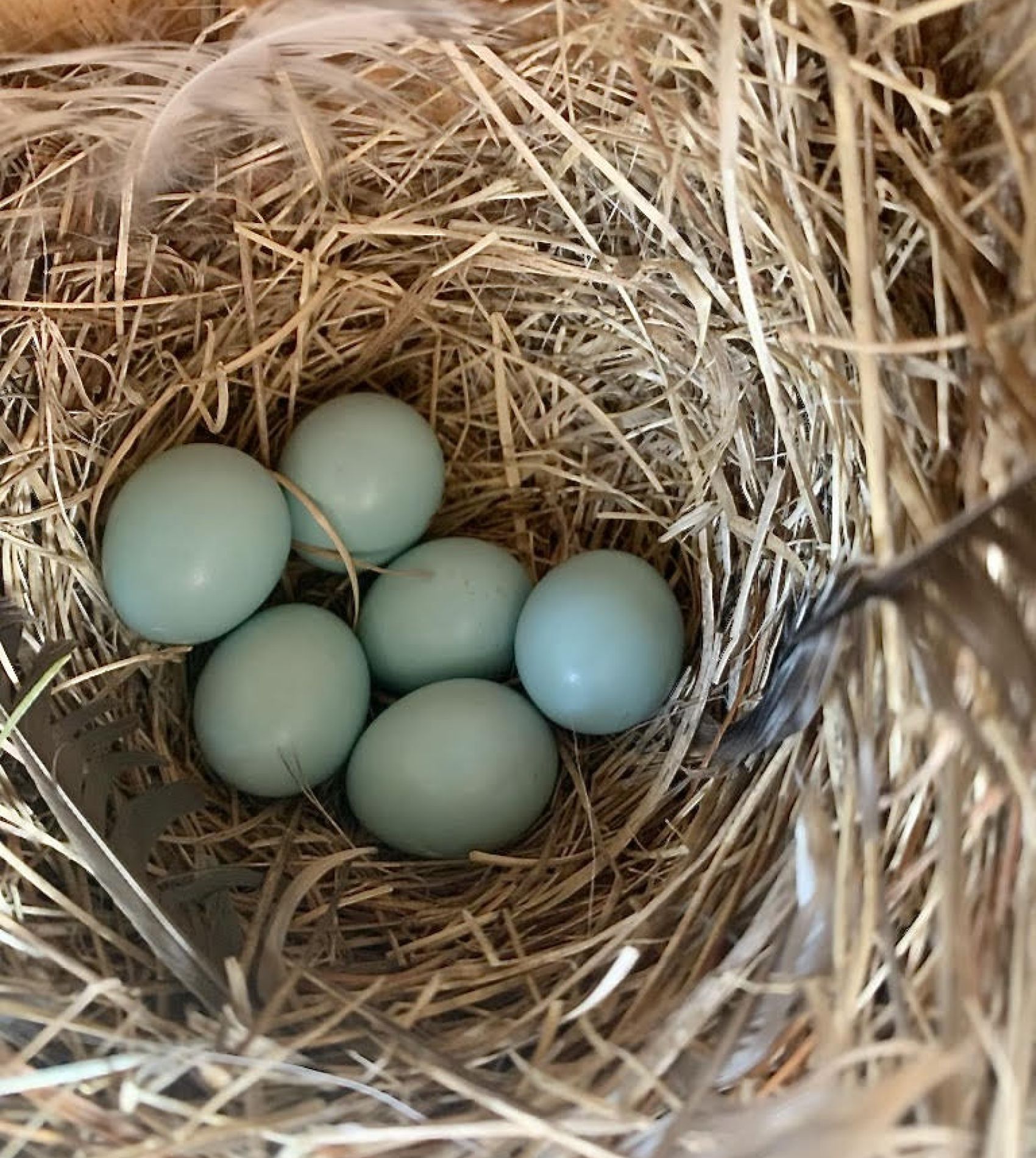 Blue Bird Nest Box by Laurie Keefe