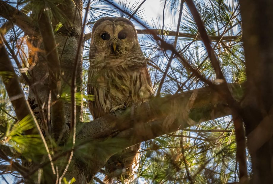 barred owl by Dr. Miguel Corona