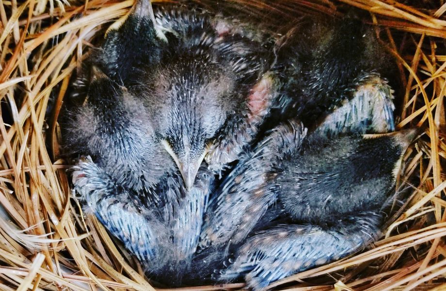 Blue Bird Nest Box by Laurie Keefe